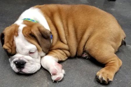 Garden Oaks Veterinary Center