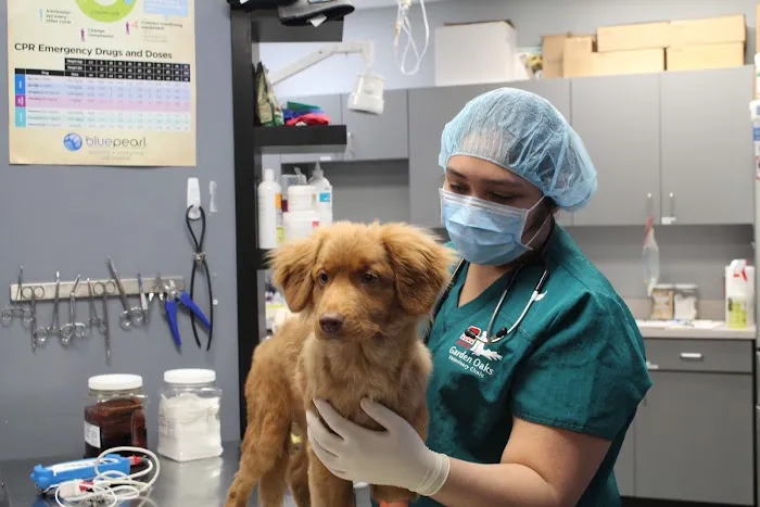 Garden Oaks Veterinary Center 8