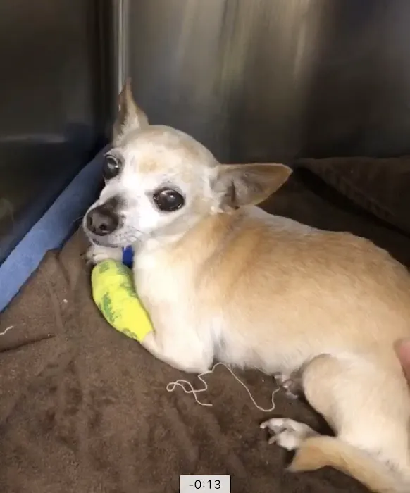 Heights Hospital for Animals 12