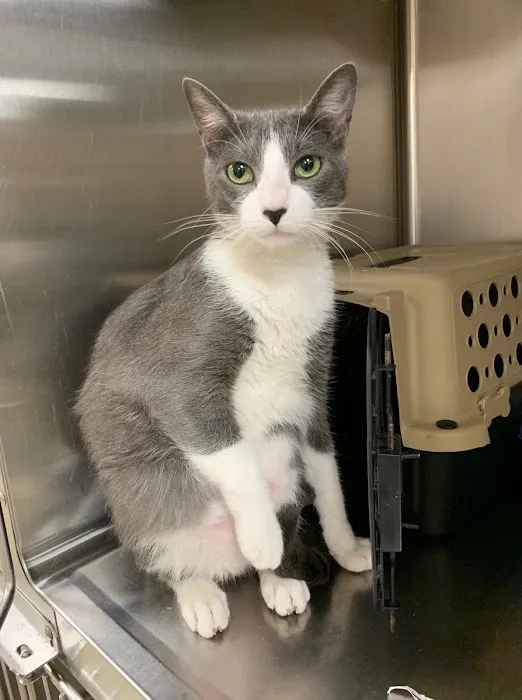 Heights Hospital for Animals 12