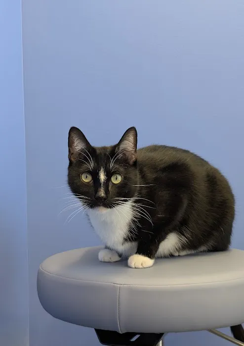 Modern Animal Veterinary Care 12