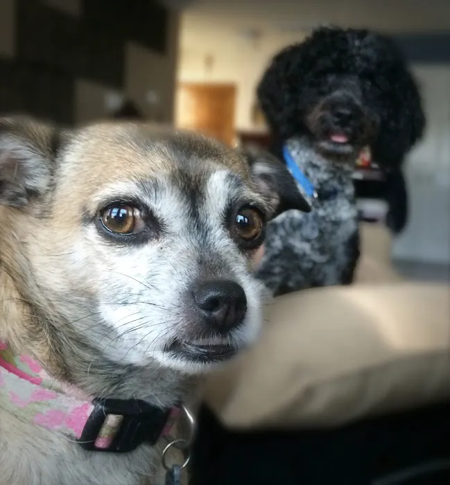 Thrive Pet Healthcare - The Heights 12