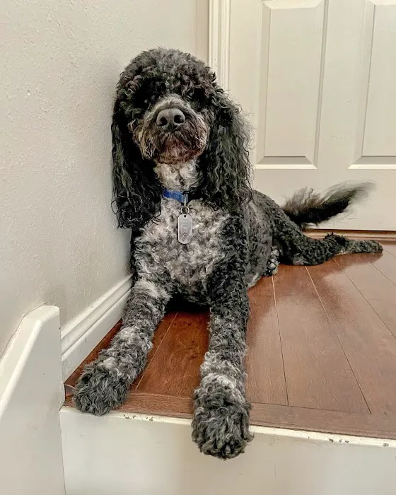 Thrive Pet Healthcare - The Heights 12