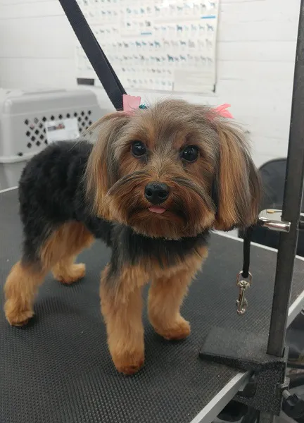 Heights Veterinarian - Urban Animal Veterinary Hospital 1