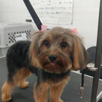 Heights Veterinarian - Urban Animal Veterinary Hospital ico