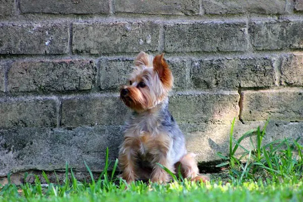 Heights Veterinarian - Urban Animal Veterinary Hospital 6