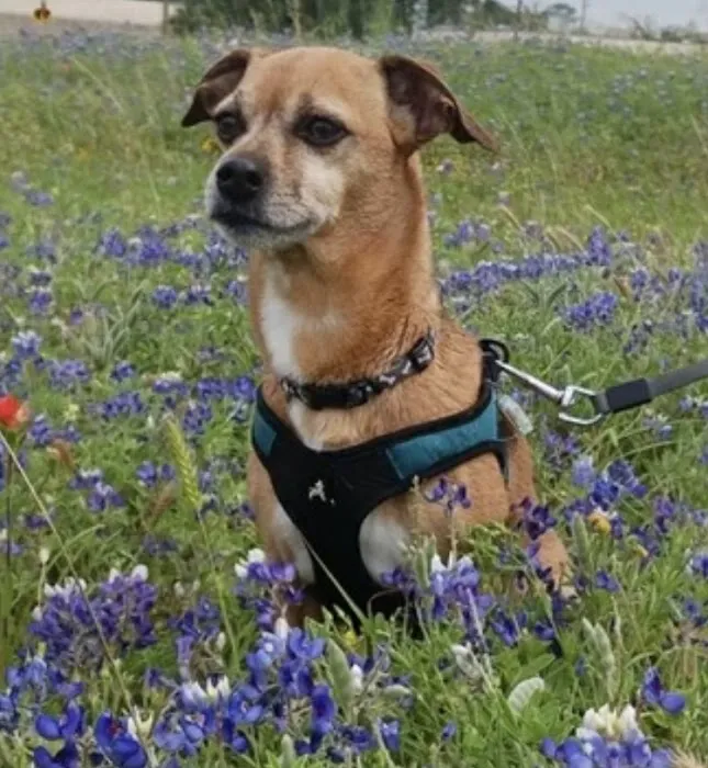 Oak Forest Veterinary Hospital 12