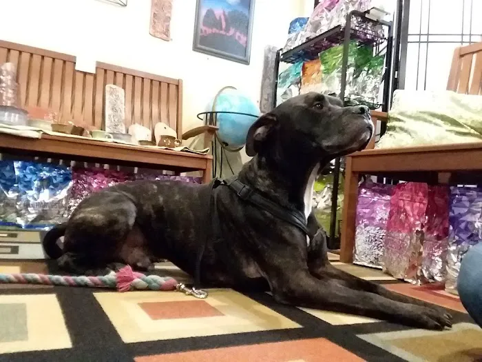 Ancient Arts Holistic Veterinary Services 12