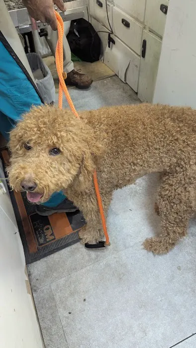 Animal Adoption Veterinary Center 12