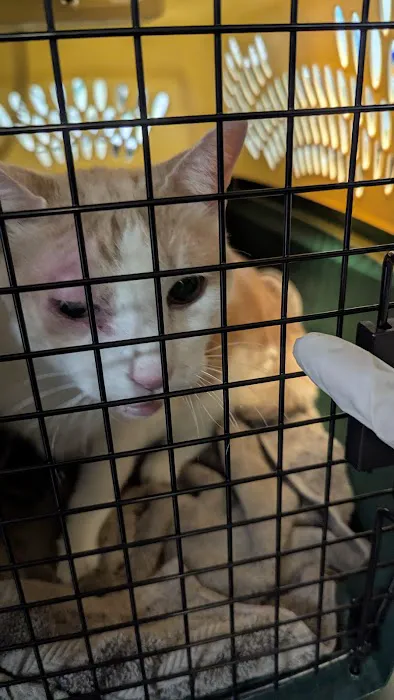 Animal Adoption Veterinary Center 12