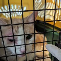 Animal Adoption Veterinary Center ico