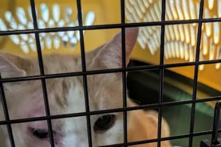 Animal Adoption Veterinary Center