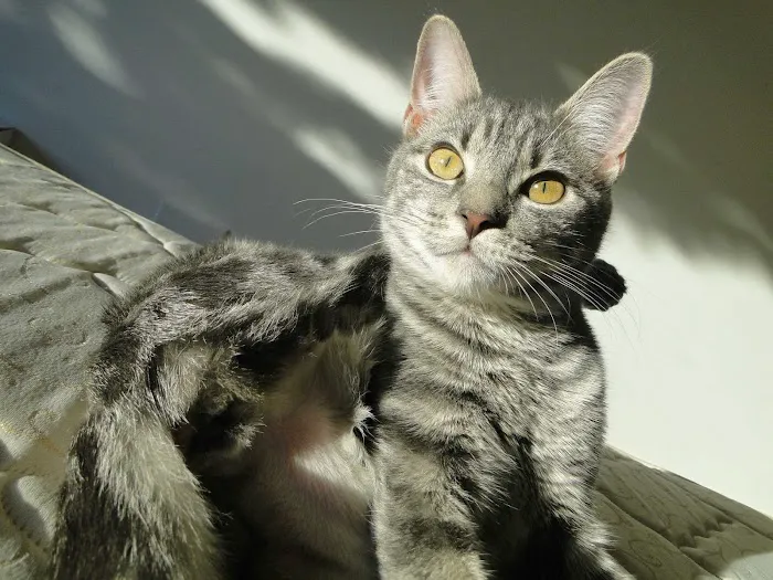 Animal Holistic Care, Dr Mark Haimann 12