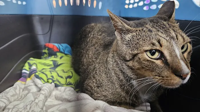 Queens Midway Animal Hospital 7