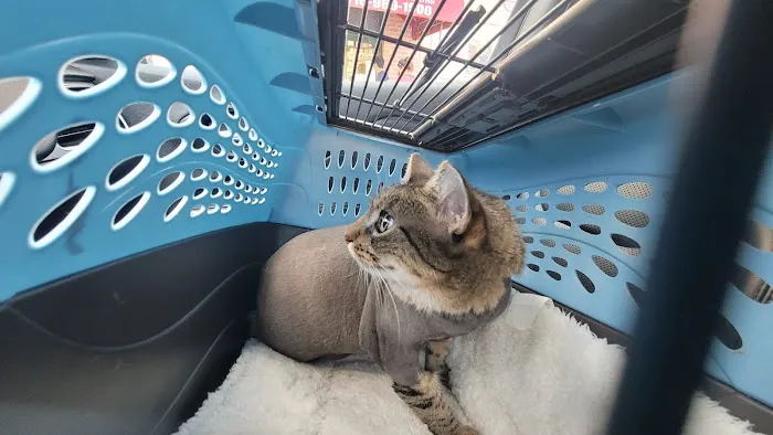 Queens Midway Animal Hospital 4