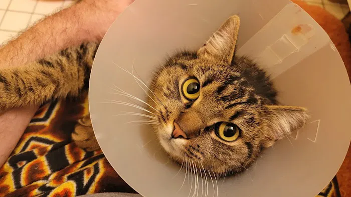 Queens Midway Animal Hospital 5