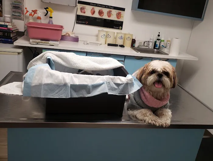 Petcare Animal Clinic 12