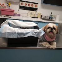 Petcare Animal Clinic ico
