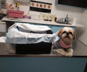 Petcare Animal Clinic