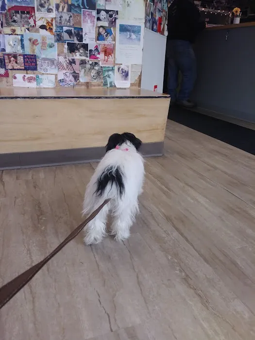 Petcare Animal Clinic 12