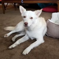 Fresh Meadows Animal Clinic ico