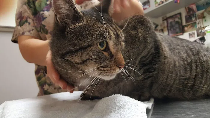 Flushing Veterinary Hospital 7
