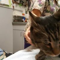 Flushing Veterinary Hospital ico