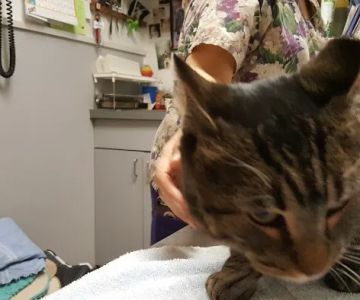 Flushing Veterinary Hospital