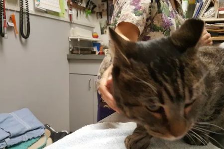Flushing Veterinary Hospital