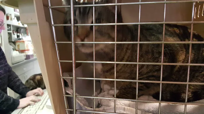 Flushing Veterinary Hospital 3