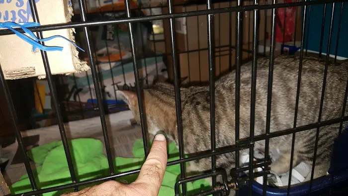 Flushing Veterinary Hospital 9