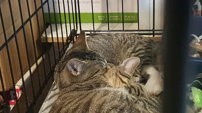 Flushing Veterinary Hospital 8