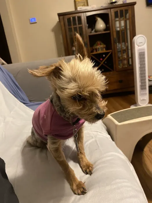Francis Animal Clinic- Queens 2