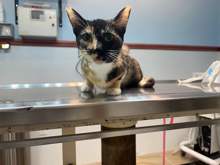 Francis Animal Clinic- Queens 4