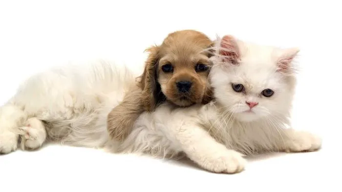 Francis Animal Clinic- Queens 6
