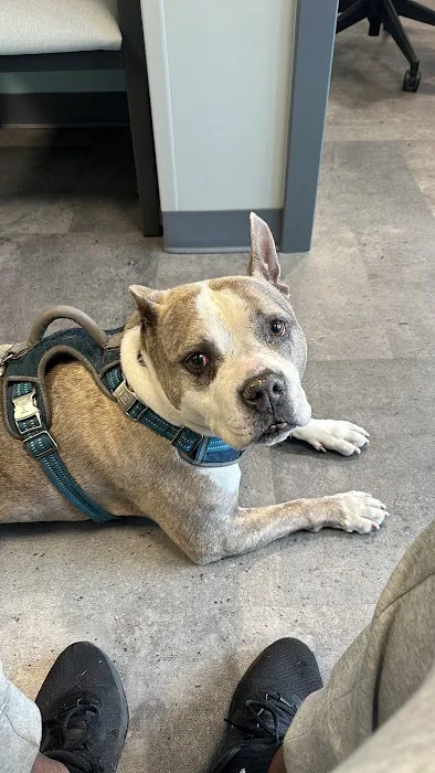 Premier Veterinary Medical Group - Forest Hills 5