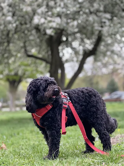 Premier Veterinary Medical Group - Forest Hills 1