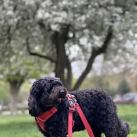 Premier Veterinary Medical Group - Forest Hills ico