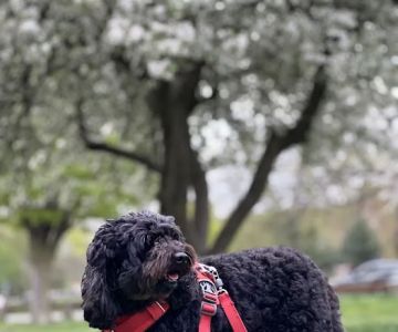 Premier Veterinary Medical Group - Forest Hills