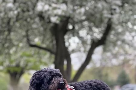 Premier Veterinary Medical Group - Forest Hills
