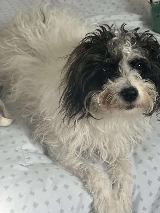 BluePearl Pet Hospital Queens 12