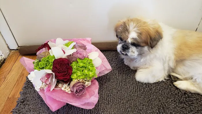 BluePearl Pet Hospital Queens 12