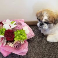 BluePearl Pet Hospital Queens ico
