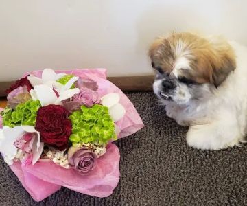 BluePearl Pet Hospital Queens