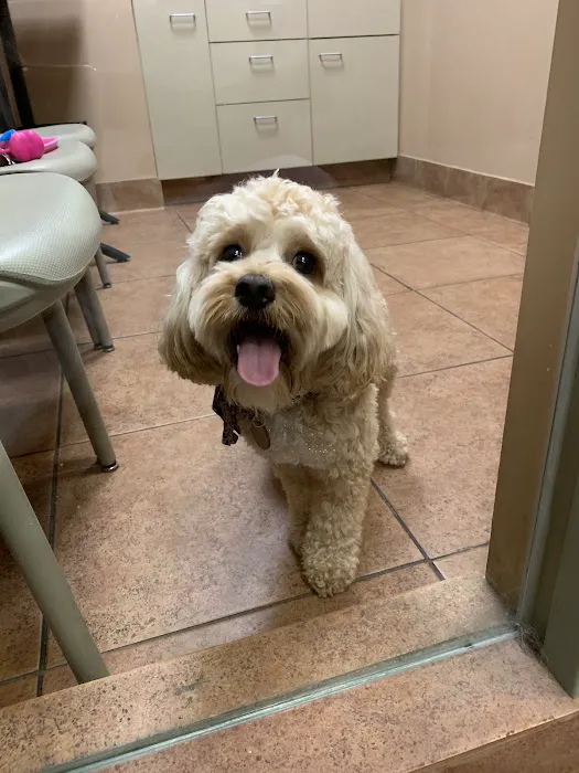 BluePearl Pet Hospital Queens 12