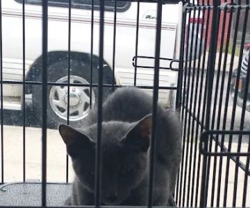 Veterinary Care Group - Forest Hills