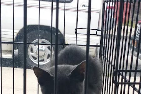 Veterinary Care Group - Forest Hills