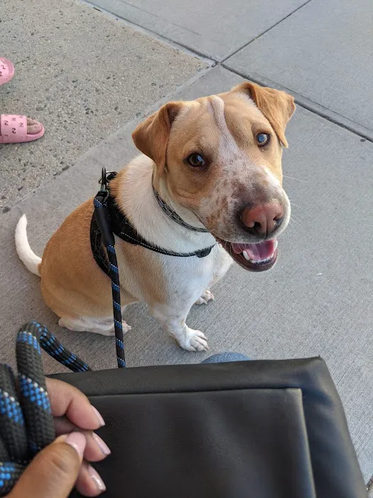 The Pet Doctor of Flushing 12