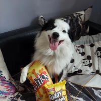 The Pet Doctor of Flushing ico