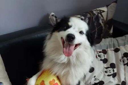 The Pet Doctor of Flushing
